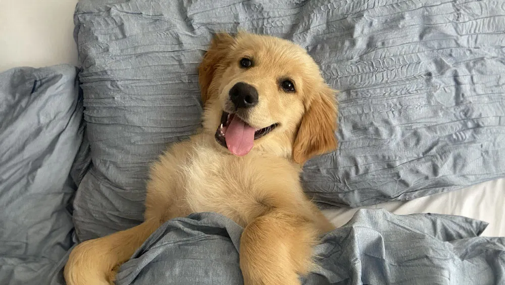 Understanding Dog Behaviors