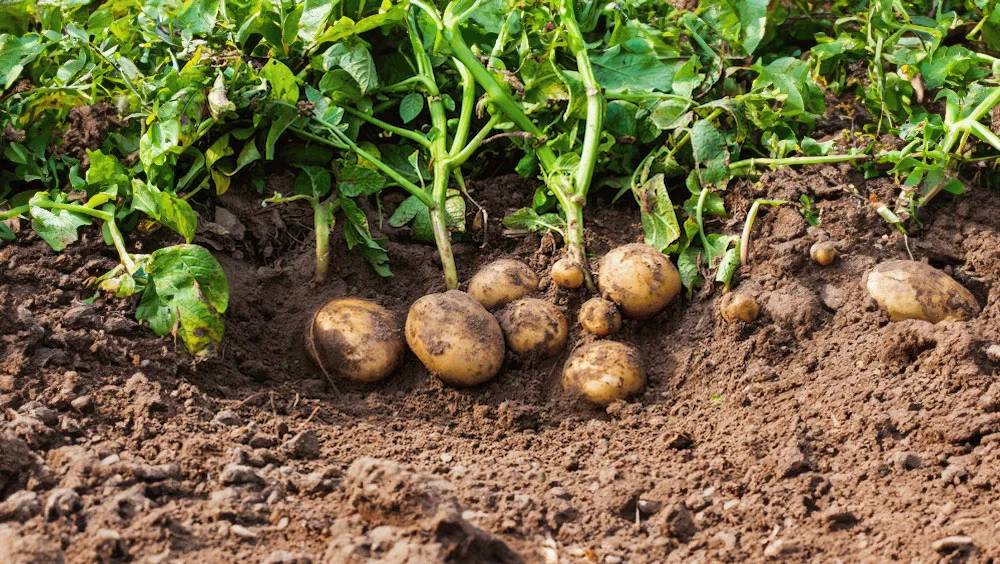 How Do You Know When Potatoes Are Ready For Harvesting?