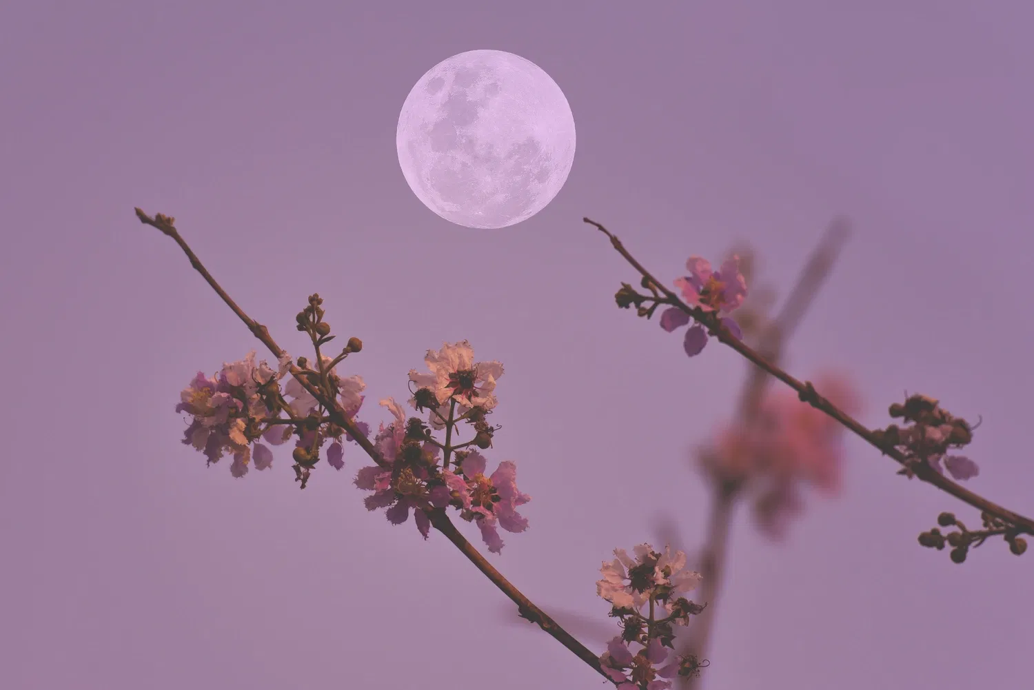 Full Moon May 2026: Flower Moon, Blue Moon & Micromoon Explained