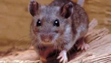 What Is Hantavirus? Symptoms, Spread, and Prevention Explained