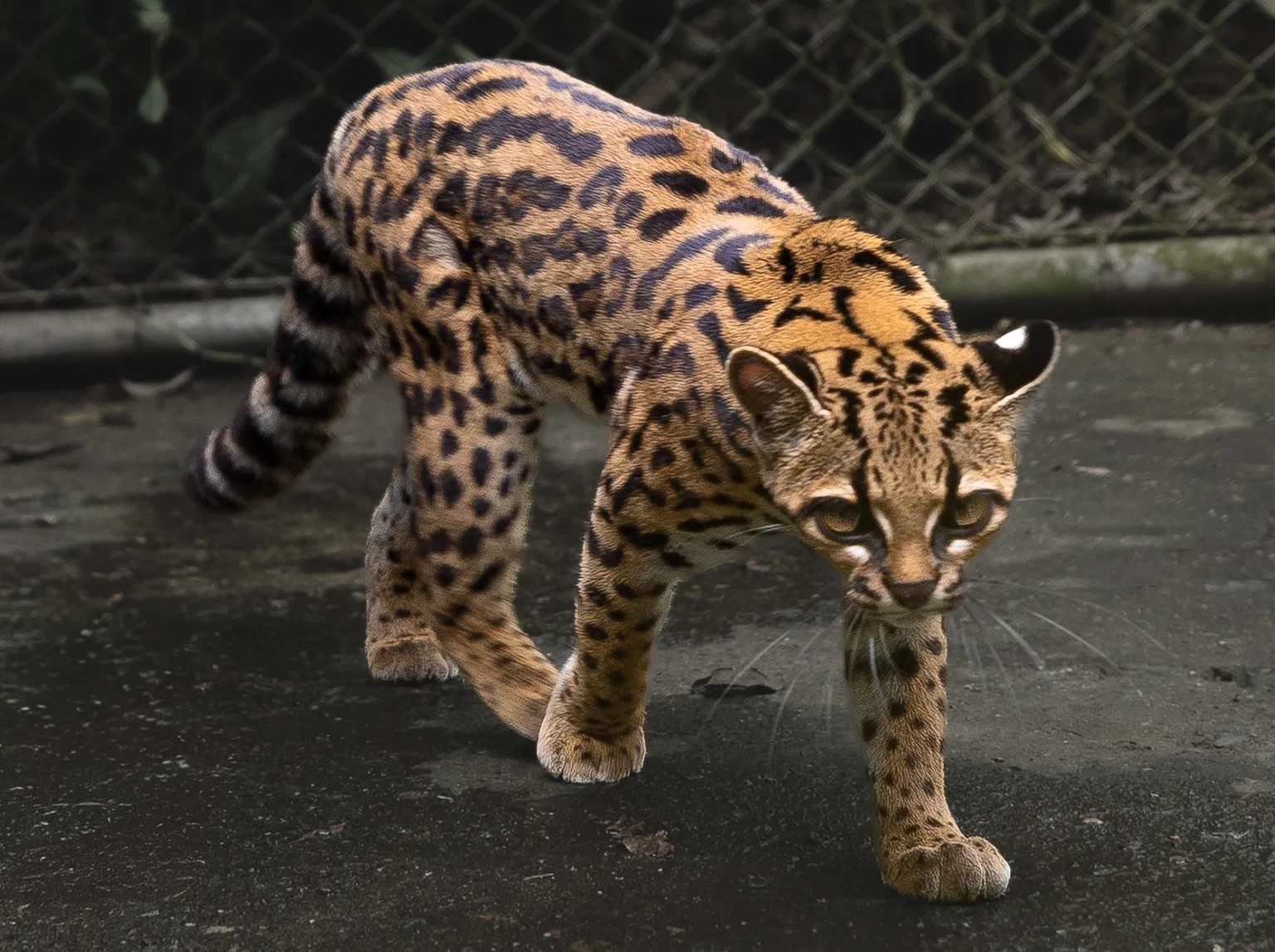 Meet the Tilcayo: First New Cat Species in 100 Years