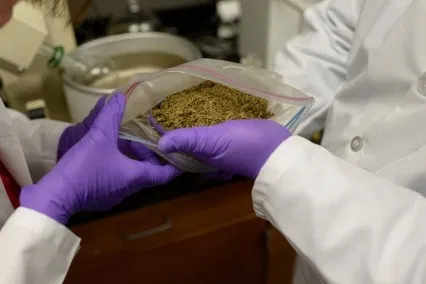 What Is Kratom? How It Works, Effects, and Safety Risks