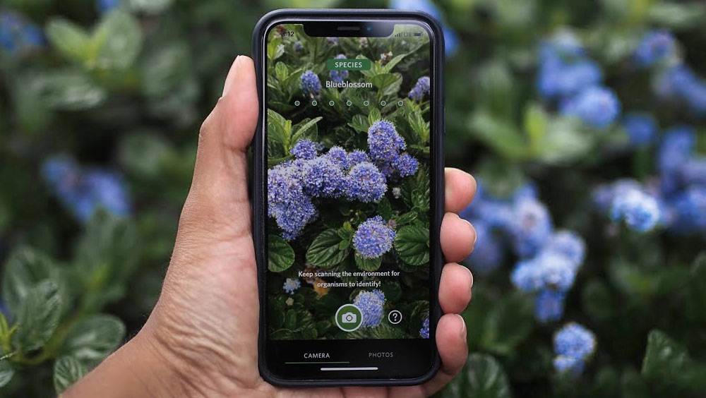 5 Apps to Help Anyone Identify Plants