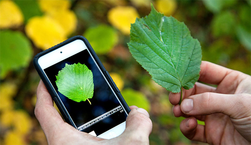 LeafSnap