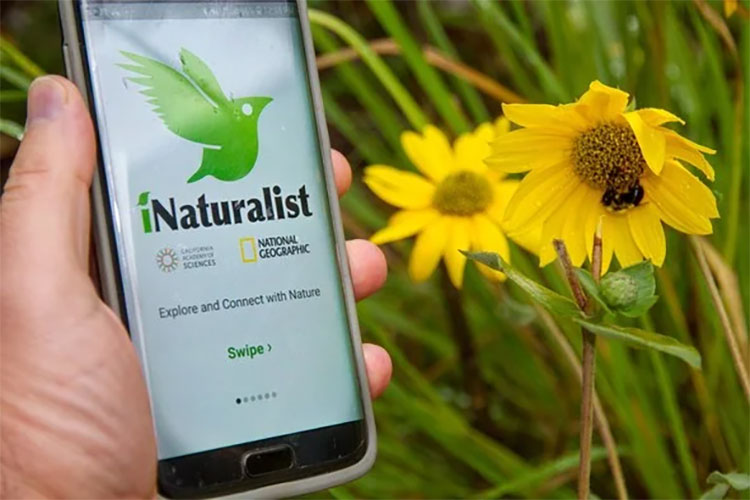 iNaturalist