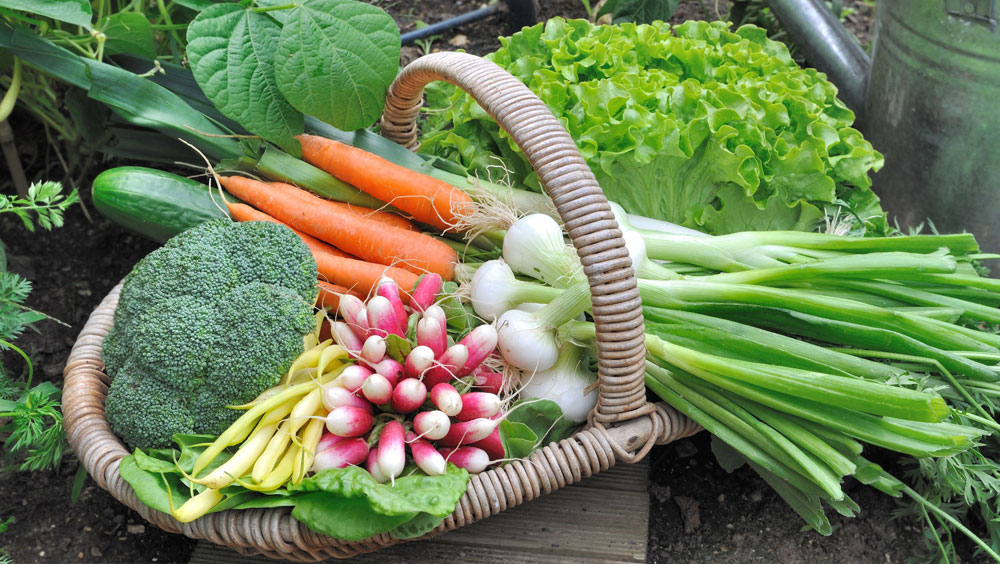 Things You Need To Know Before Starting a New Vegetable Garden