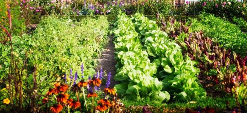 Think About Companion Planting