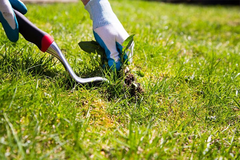 Tackle Weeds Early