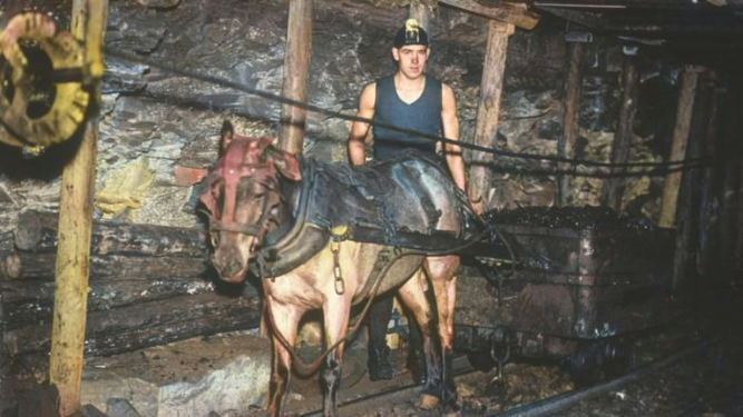 Ponies Originated As Working Equines