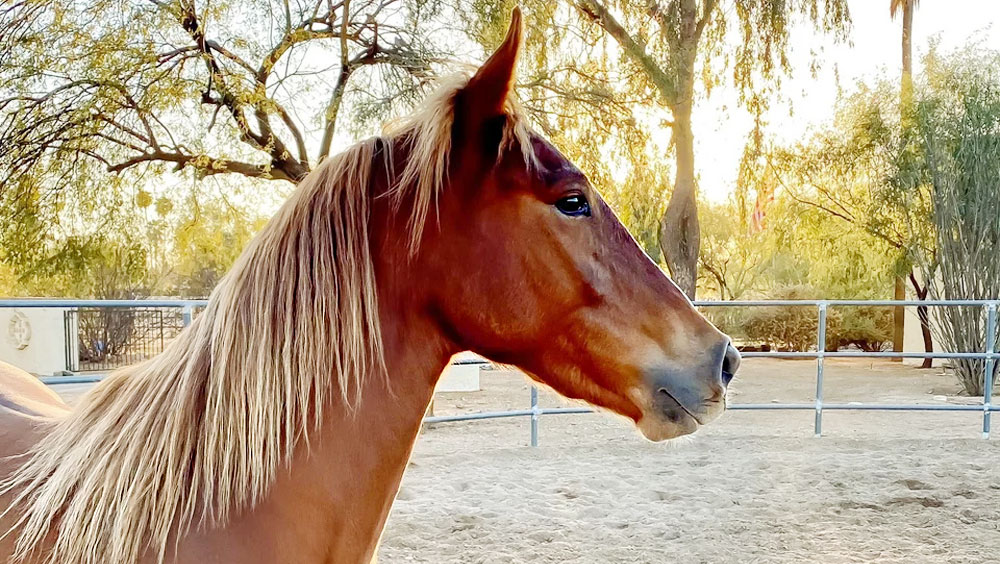 What is the Difference Between a Horse and a Pony?