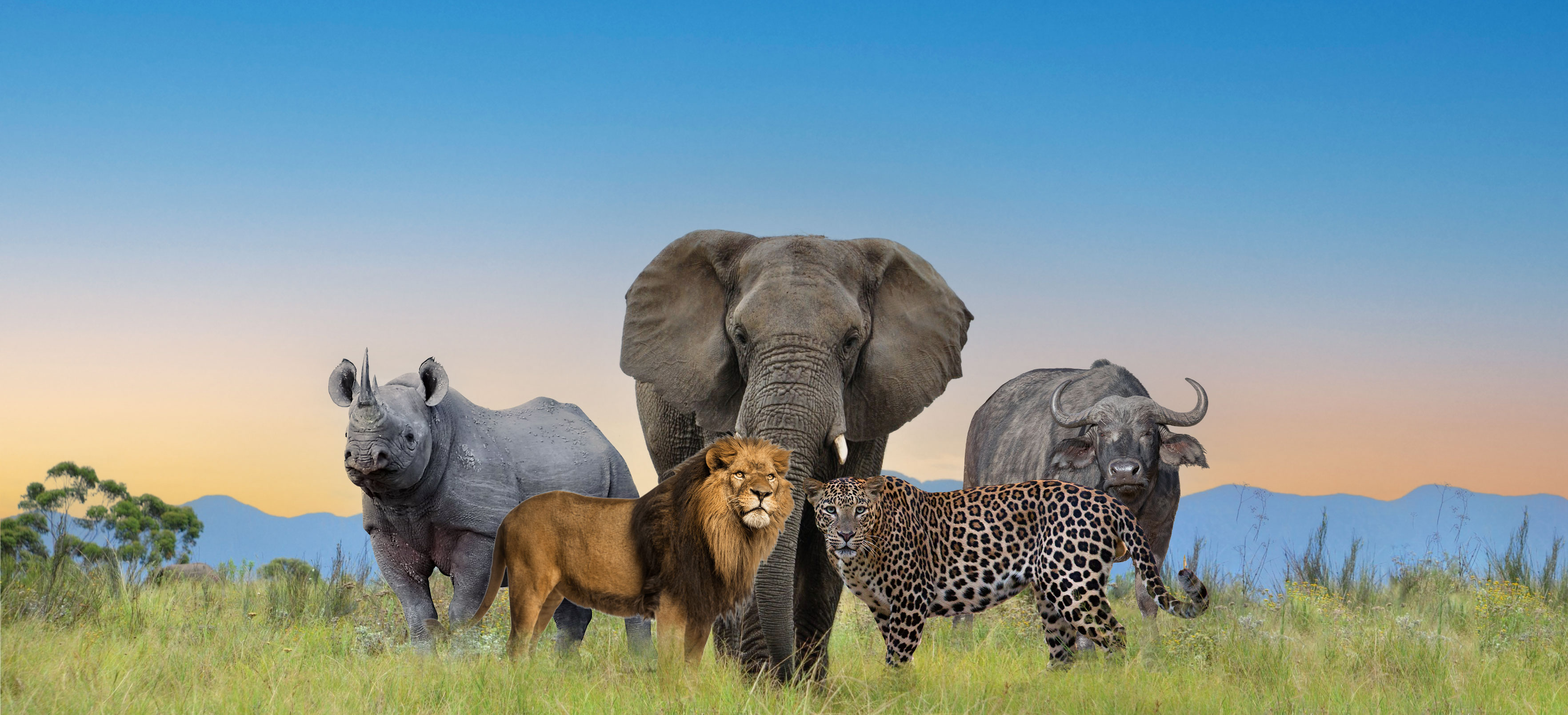 See the Big Five