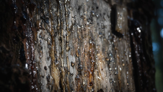 Preparing to Remove Sap
