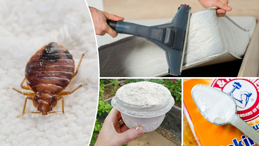 10 Home Remedies For Bed Bugs