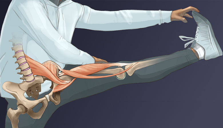 HipFlexor