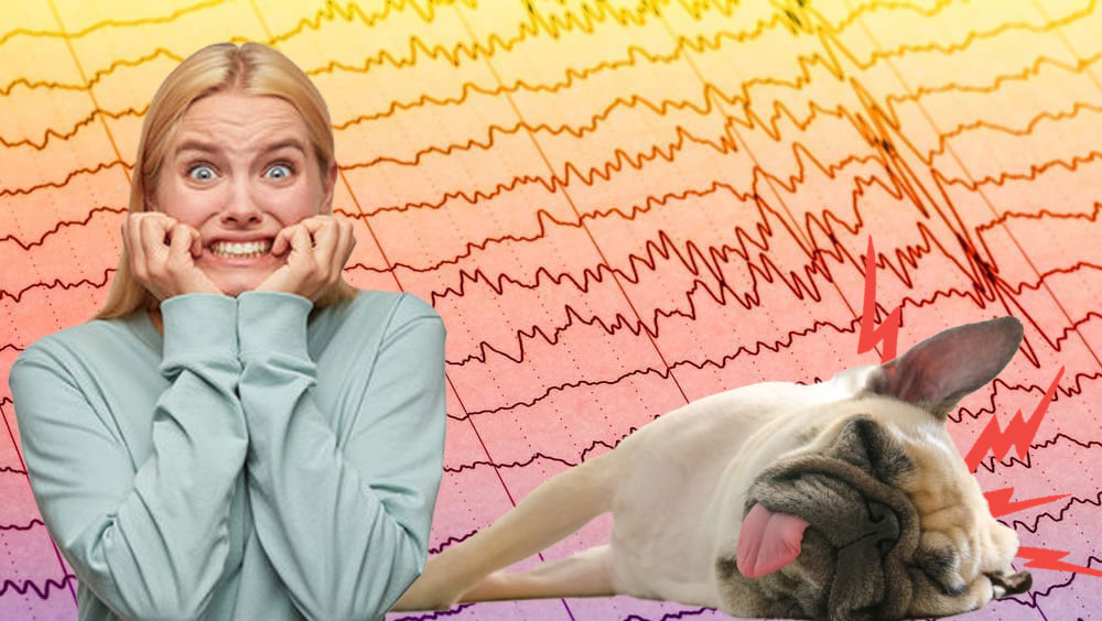 Seizures In Dogs