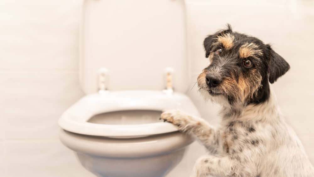 What Causes Diarrhea In Dogs