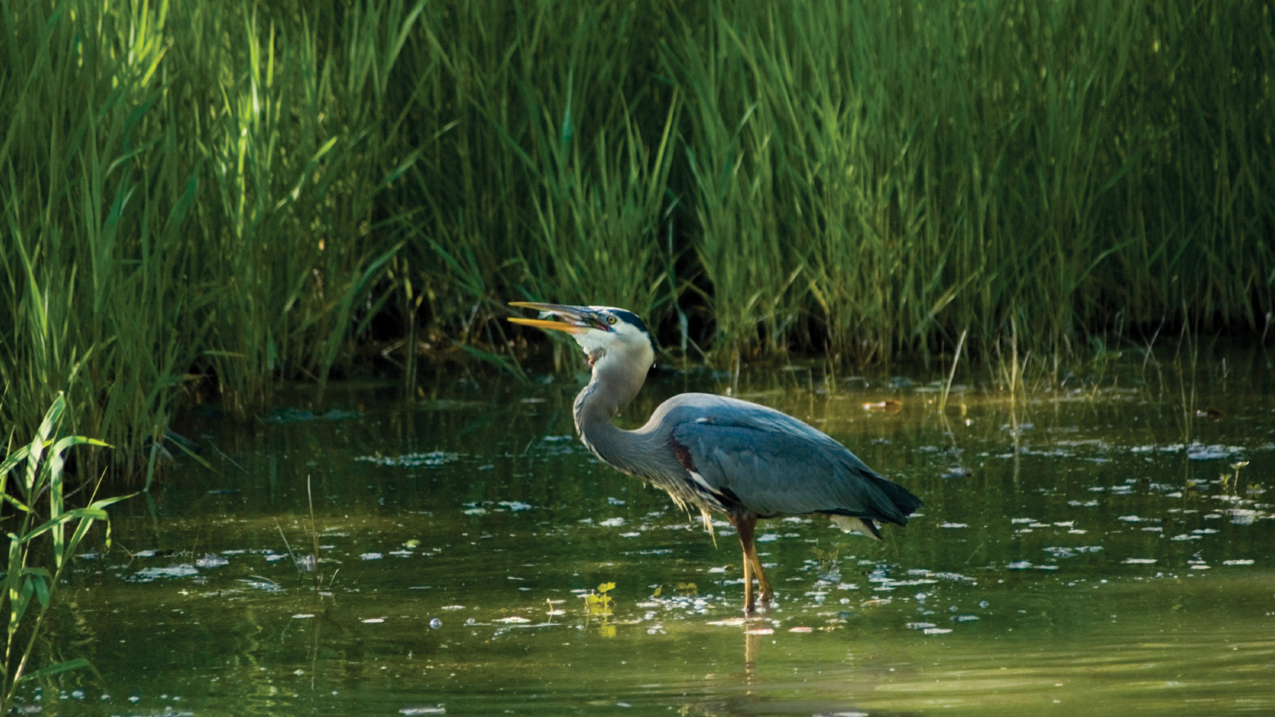 enteresting facts about estuary biomes most people don t know_07b01023 6bab 40fa 80e0 61cd28946235