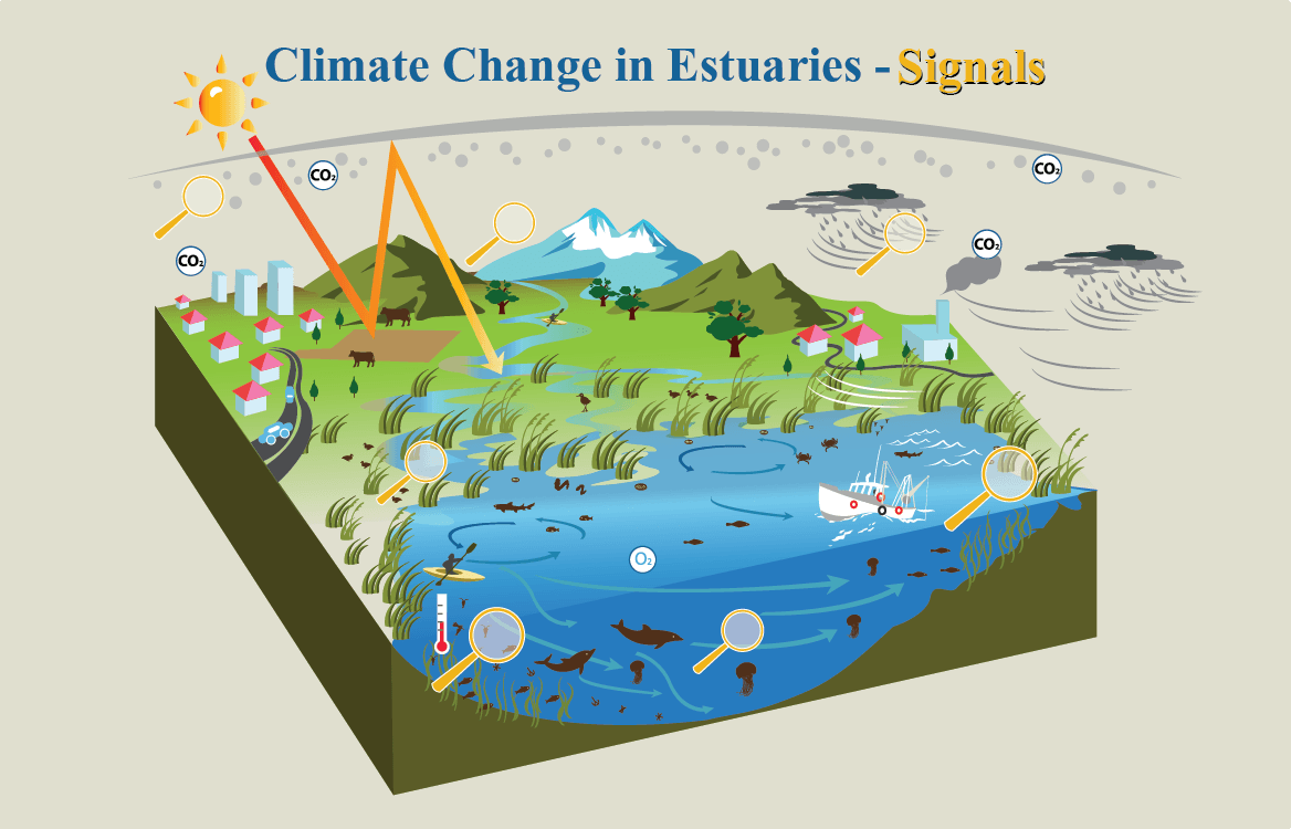 enteresting facts about estuary biomes most people don t know_9d789042 331e 44b9 b0fb 6903a625e3d6