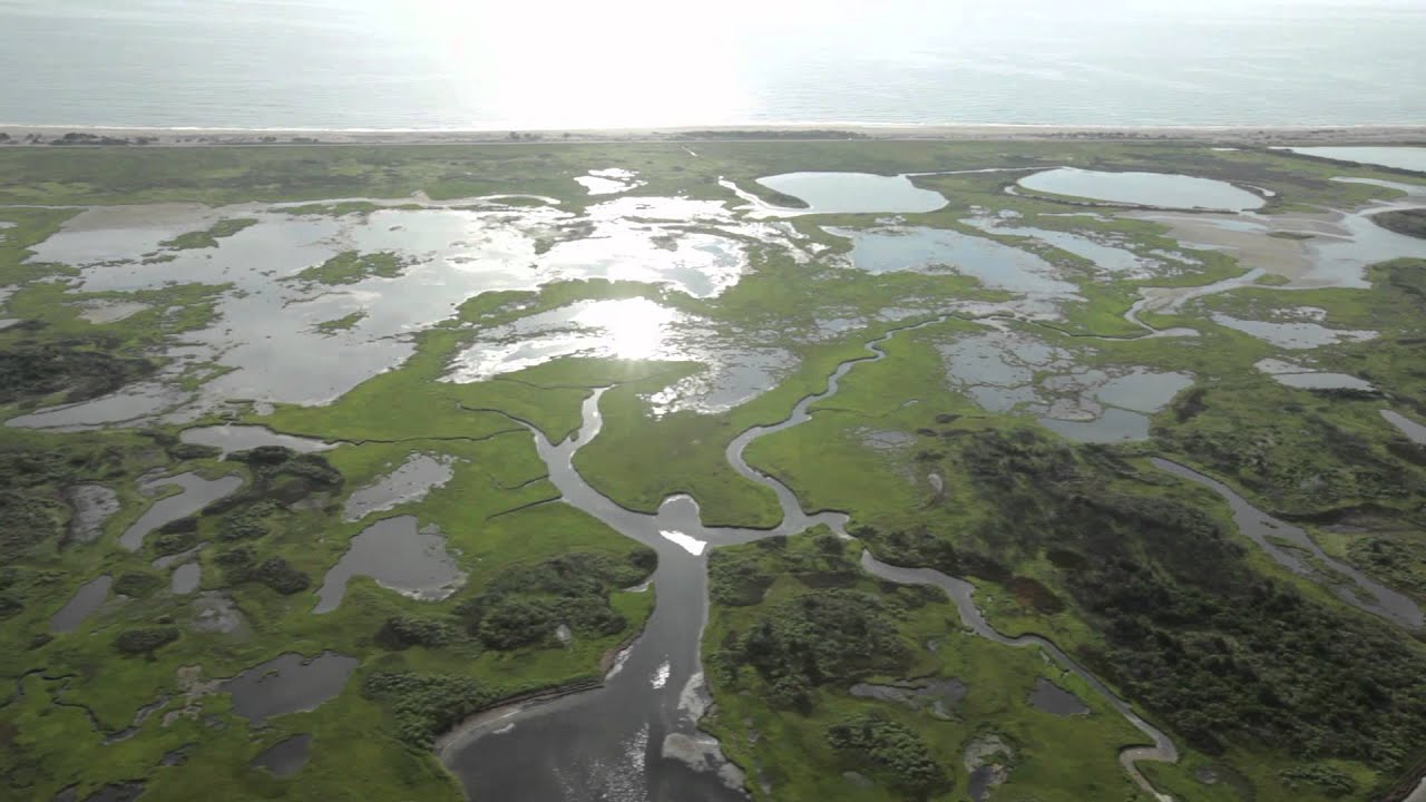 enteresting facts about estuary biomes most people don t know_b981fefb d9a4 4bf1 afeb 0690e82f9817