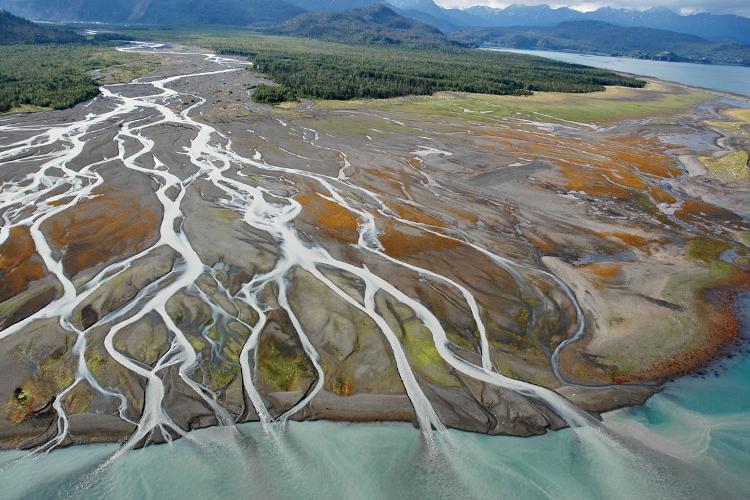 enteresting facts about estuary biomes most people don t know_c46e8bf2 5098 44b4 93ae e9acfc17a580