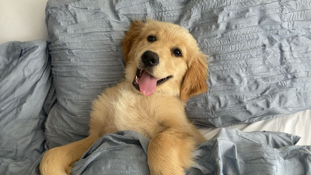 Understanding Dog Behaviors