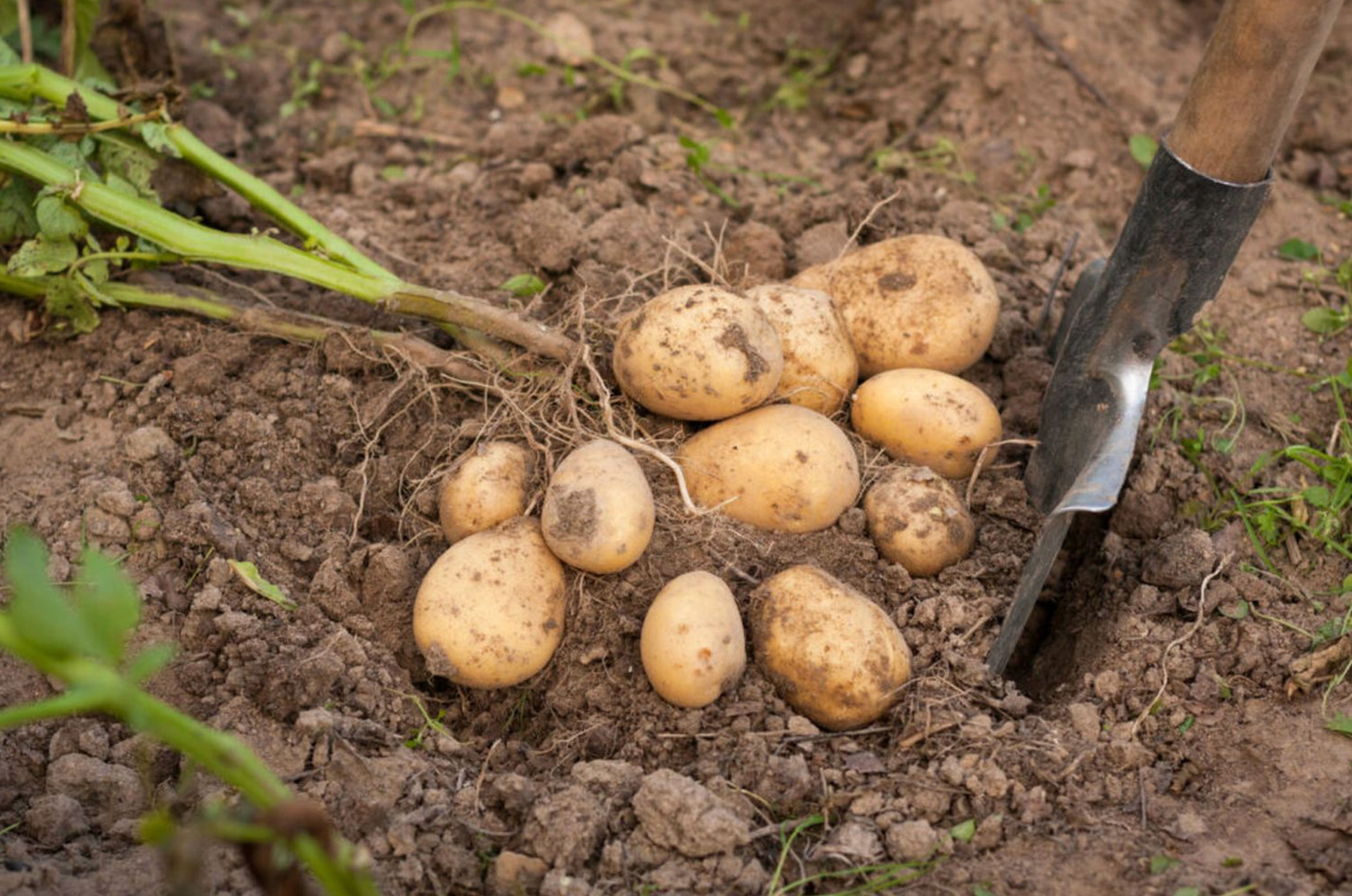 when to harvest potatoes_253a5ade 4905 4a93 ac71 799a599cbd44