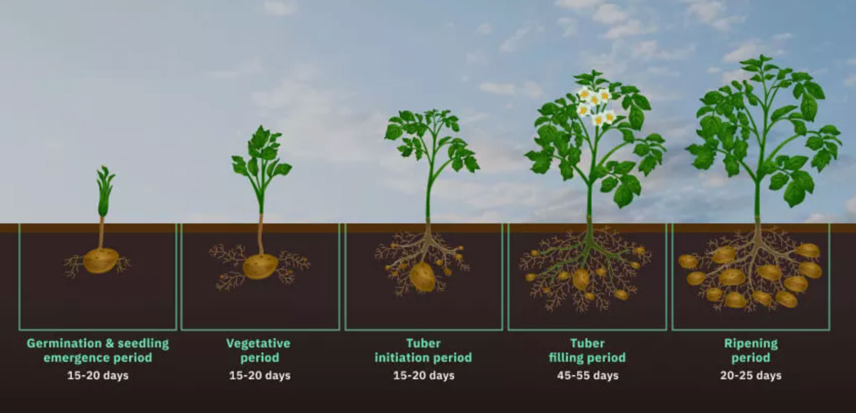 when to harvest potatoes_70dbd188 569c 4743 88e1 44419217568a