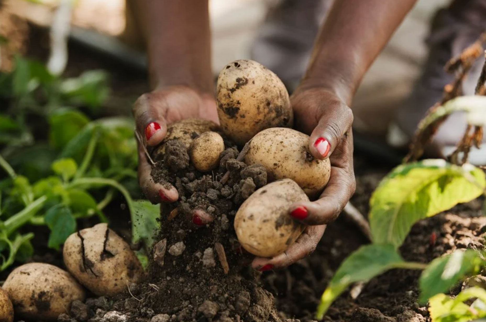 when to harvest potatoes_aee10d48 86cd 4e88 b28f 4c1e681db9e8