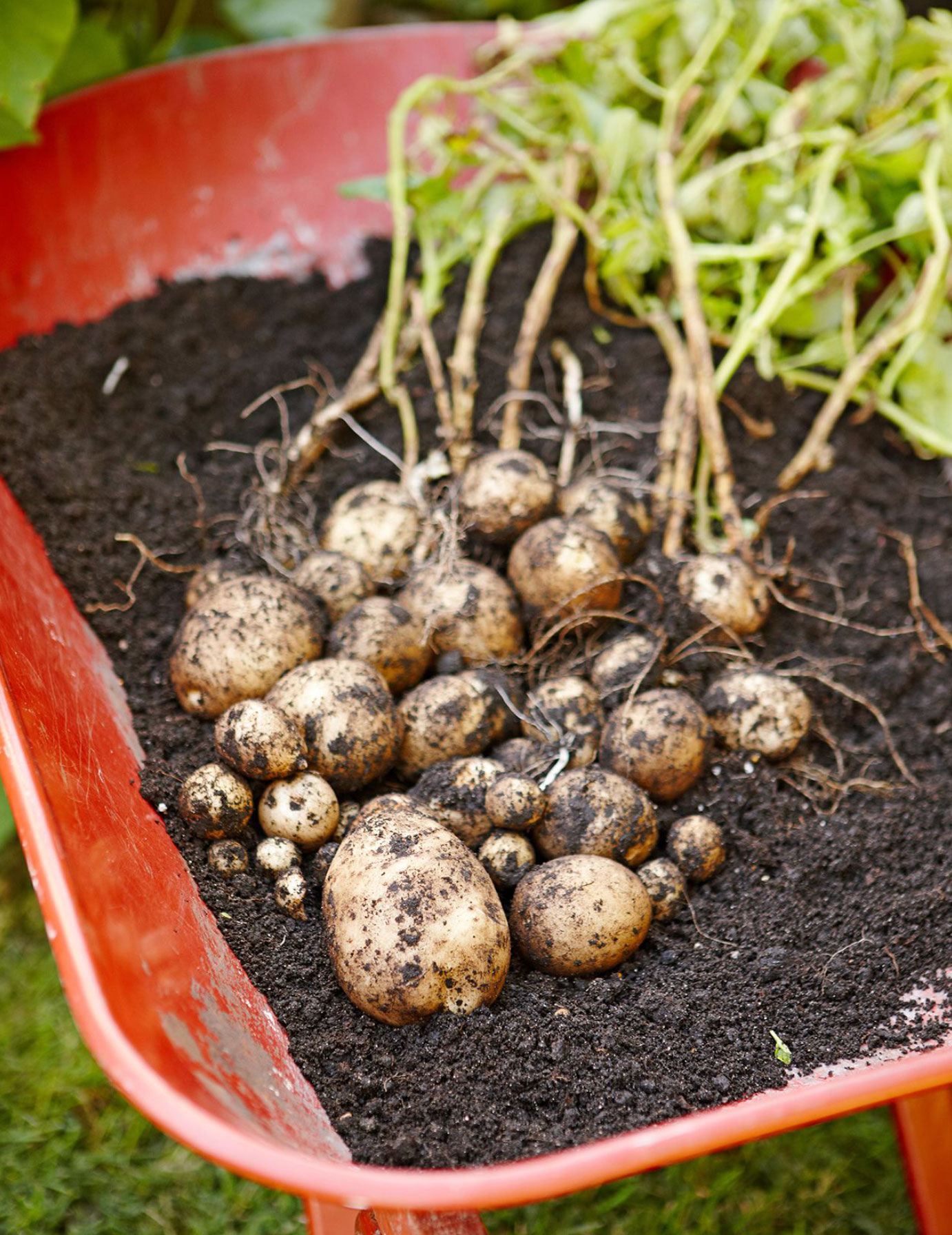 when to harvest potatoes_b68912b3 c5ed 4957 8032 50c3415efbd5