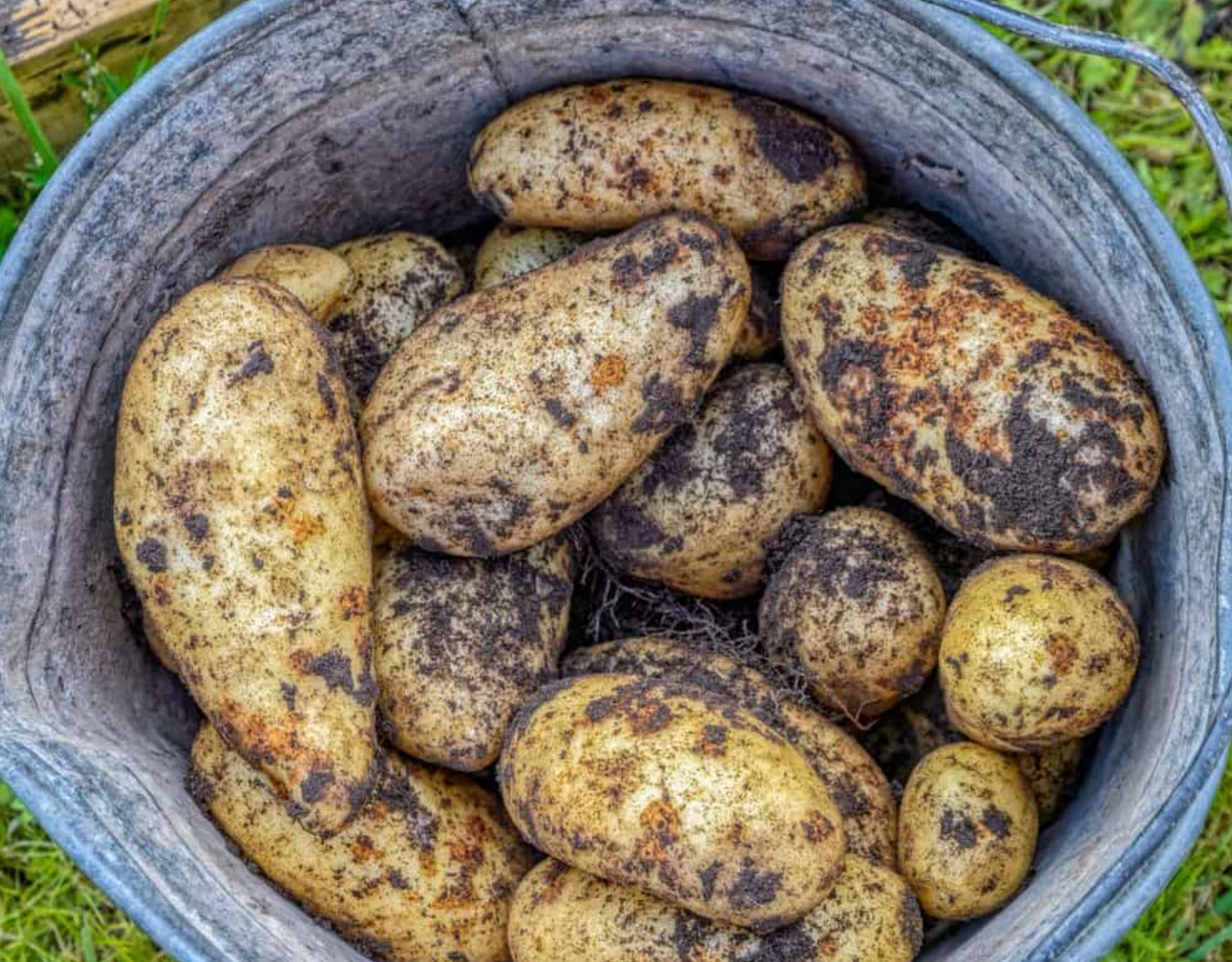 when to harvest potatoes_b6f09dc3 808f 4aa8 9080 5f098b84e88f
