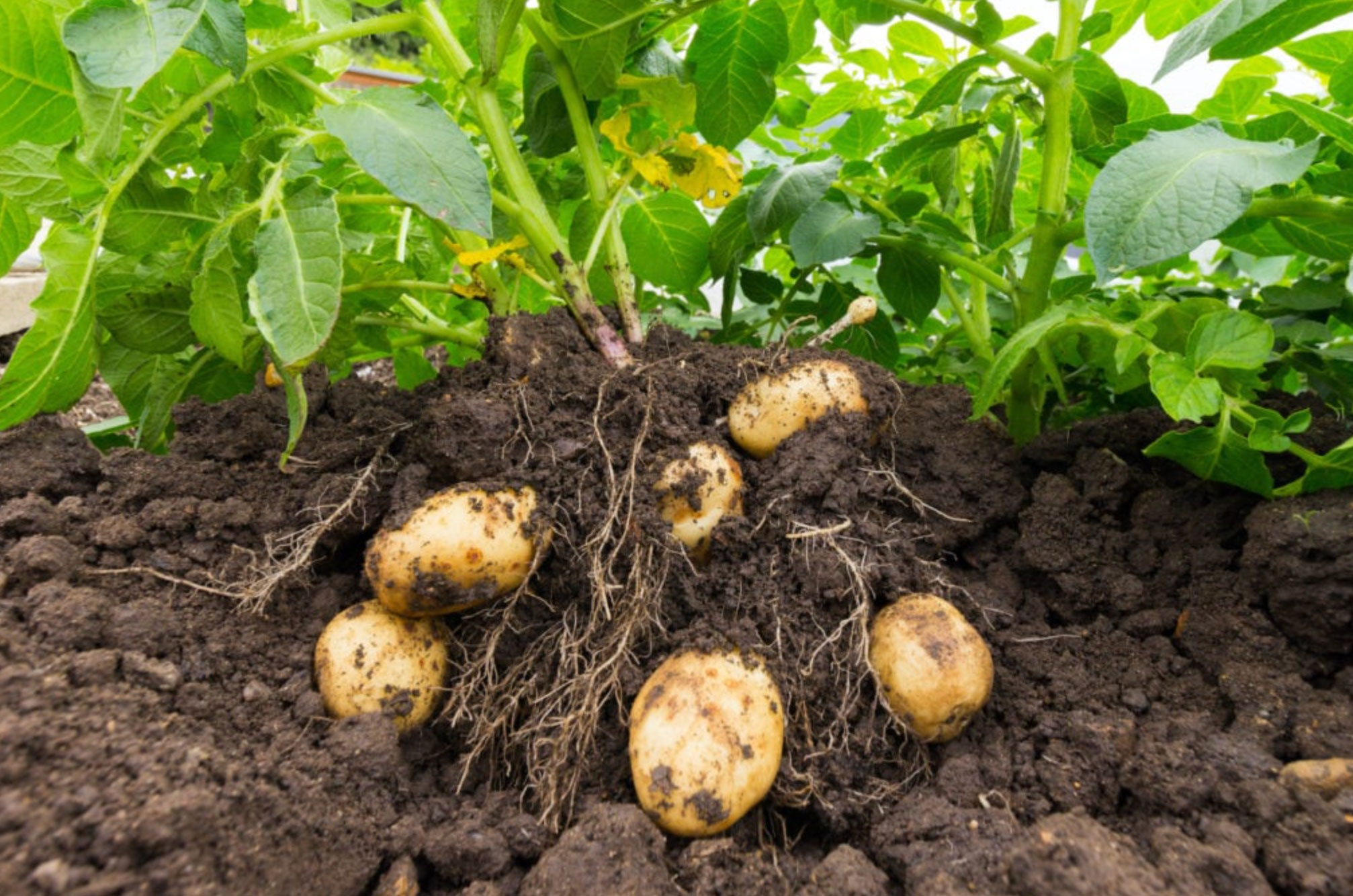 when to harvest potatoes_df8af827 f8ea 42e8 8478 1071ac127ba9