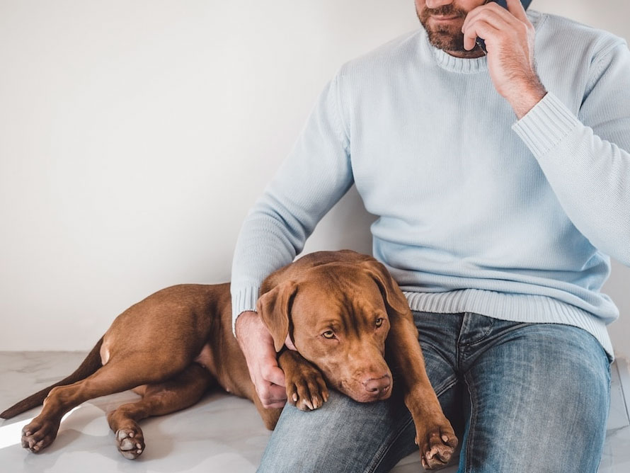 can dogs sense when you are sick_234c0ebe 5702 4dcd 9301 c1e7d97c6df6