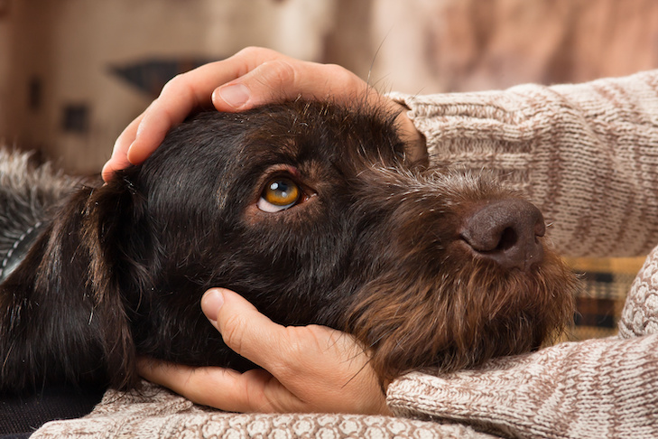 can dogs sense when you are sick_47011b45 5939 410f a3bb b80d54fcbf16