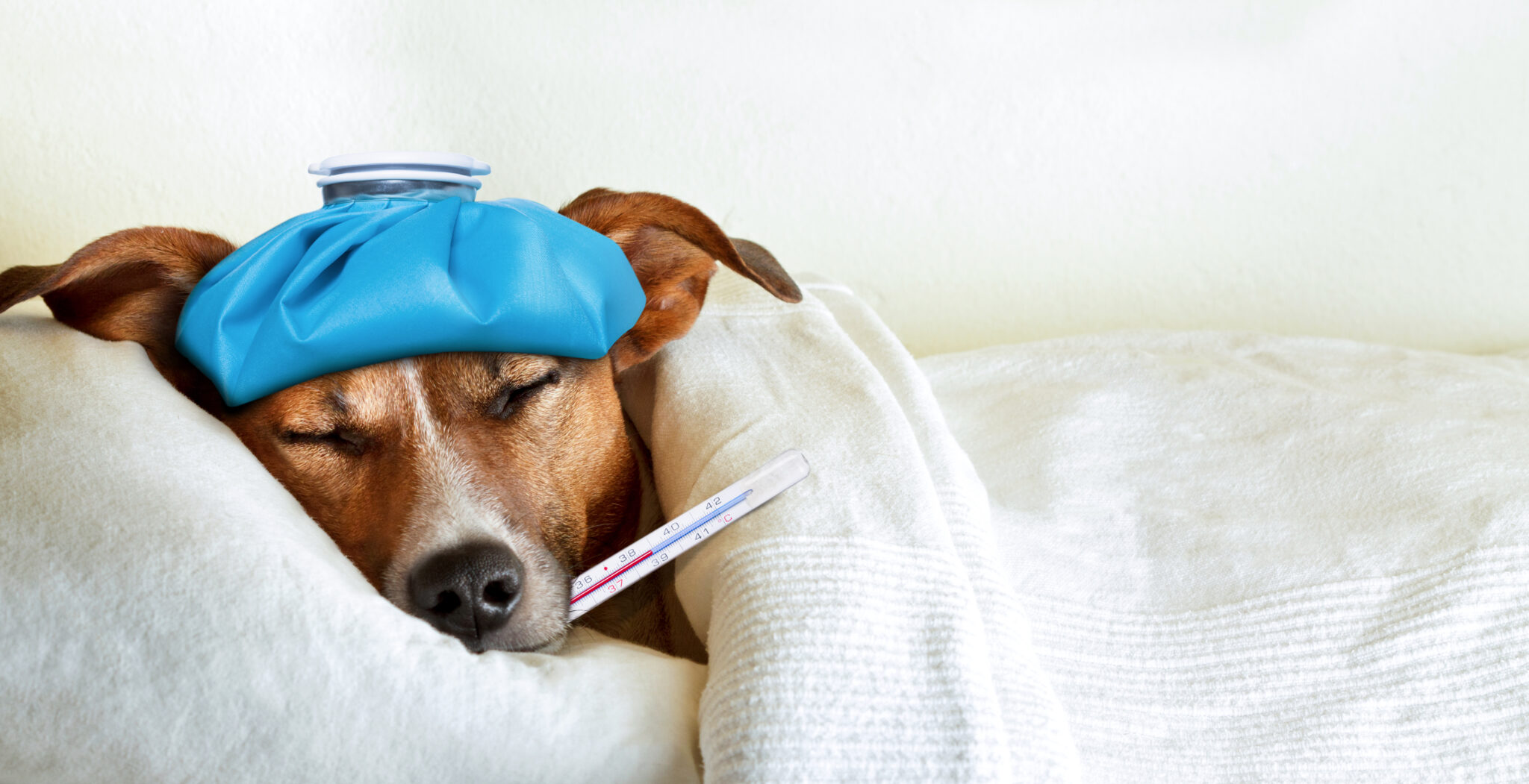 can dogs sense when you are sick_707fac2b 3347 416b 87d3 5794bb5cef3d