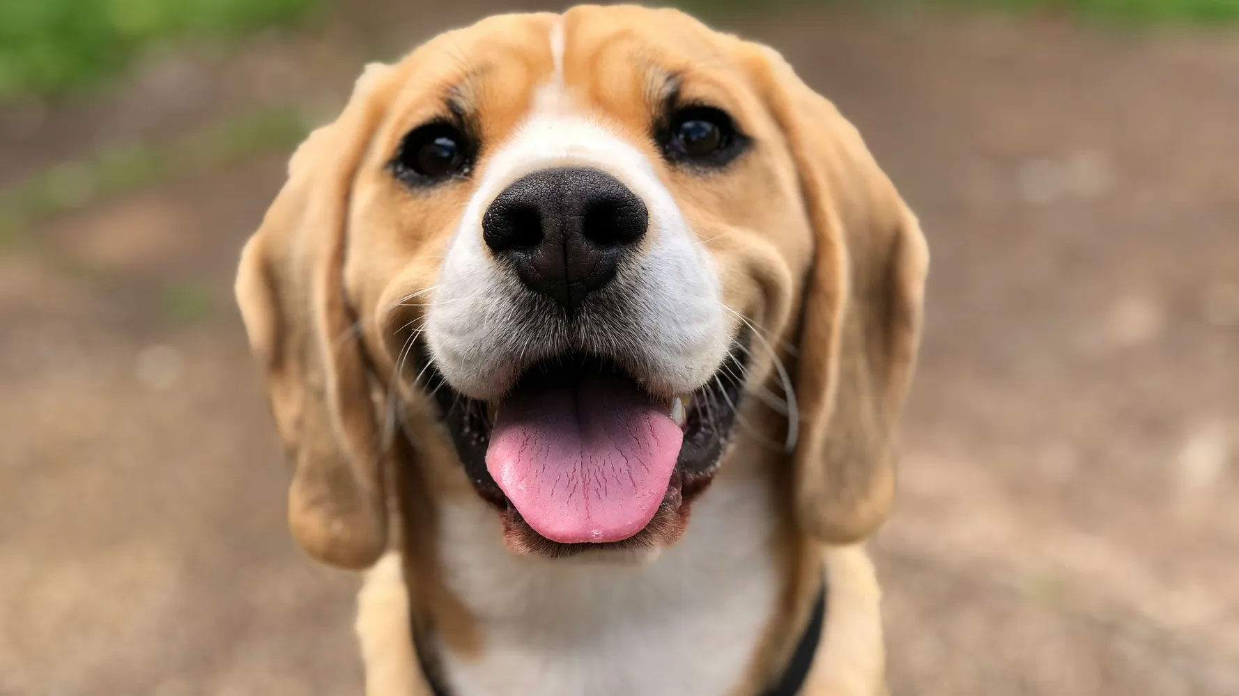 can dogs sense when you are sick_ab4ddbfa ff3a 4e0d 8269 e12bdb0c857f