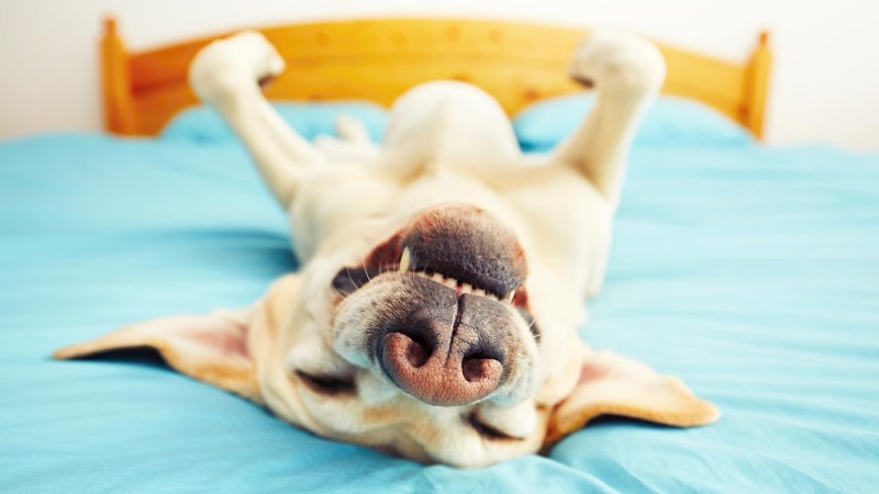 can dogs sense when you are sick_f801ab1d 9725 478a a76f 3e5216b1ff67