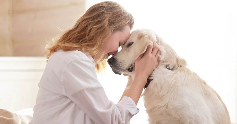 can dogs sense when you are sick_fe64c9f2 c423 4cb1 938a aa8f83d18f87
