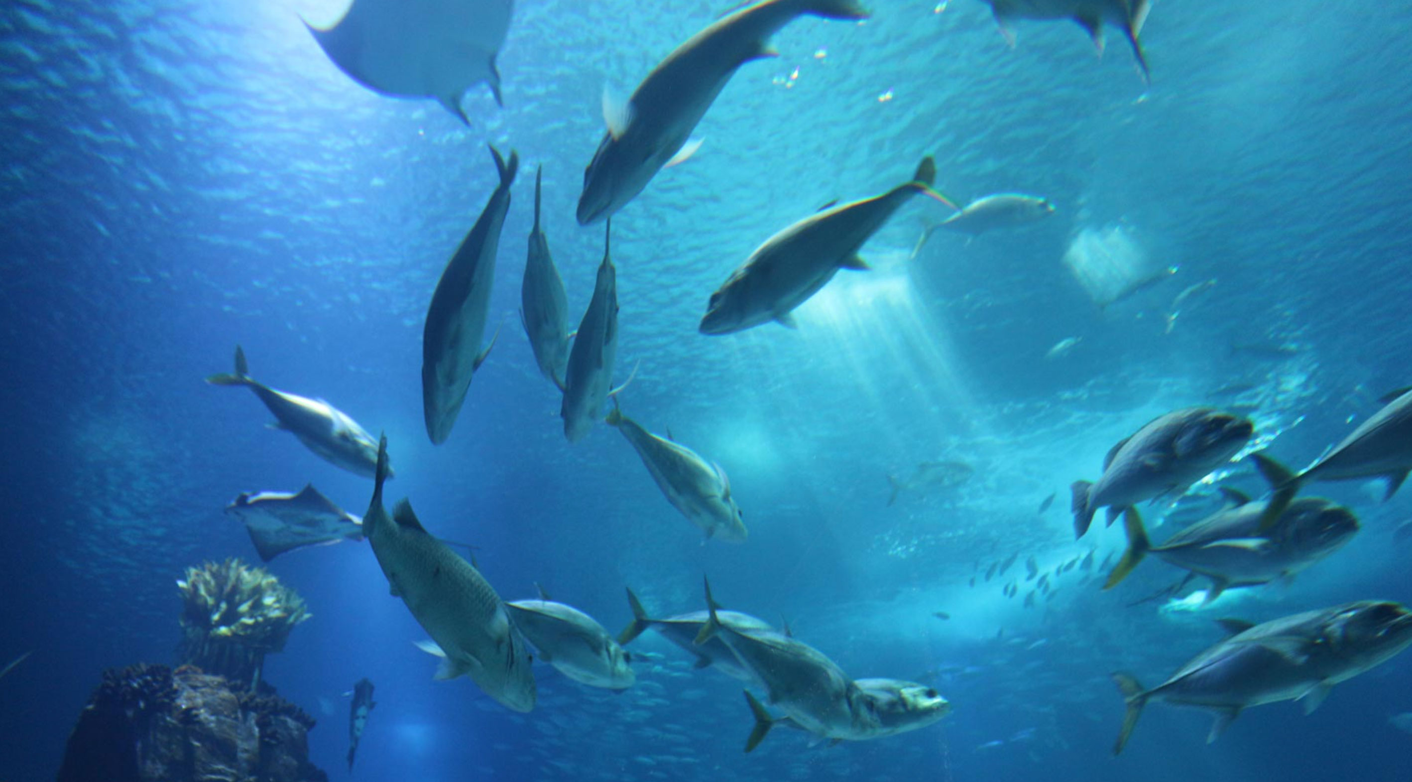 what is a neap tide and why it matters_70a142fb 11e7 401c bb6a 8a422fca3d24