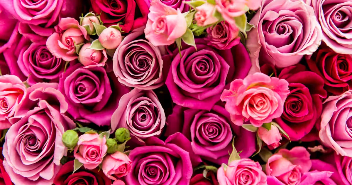 Valentine's Day Explained: History, Traditions & Global Celebrations