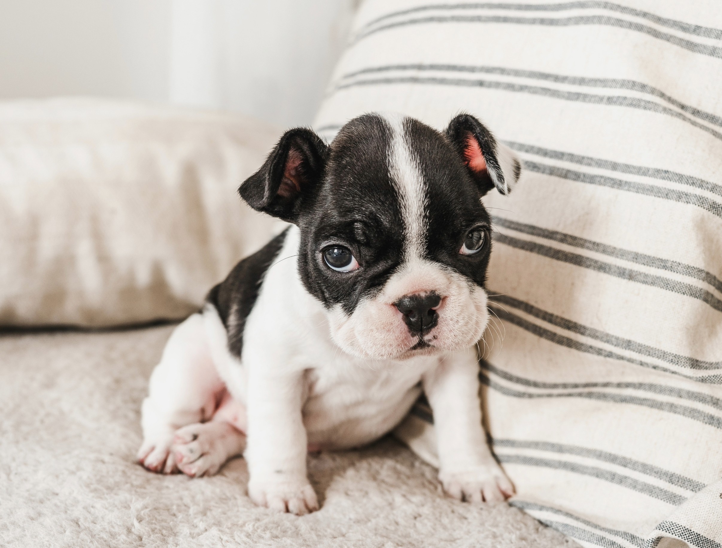 1774276086468_National Puppy Day