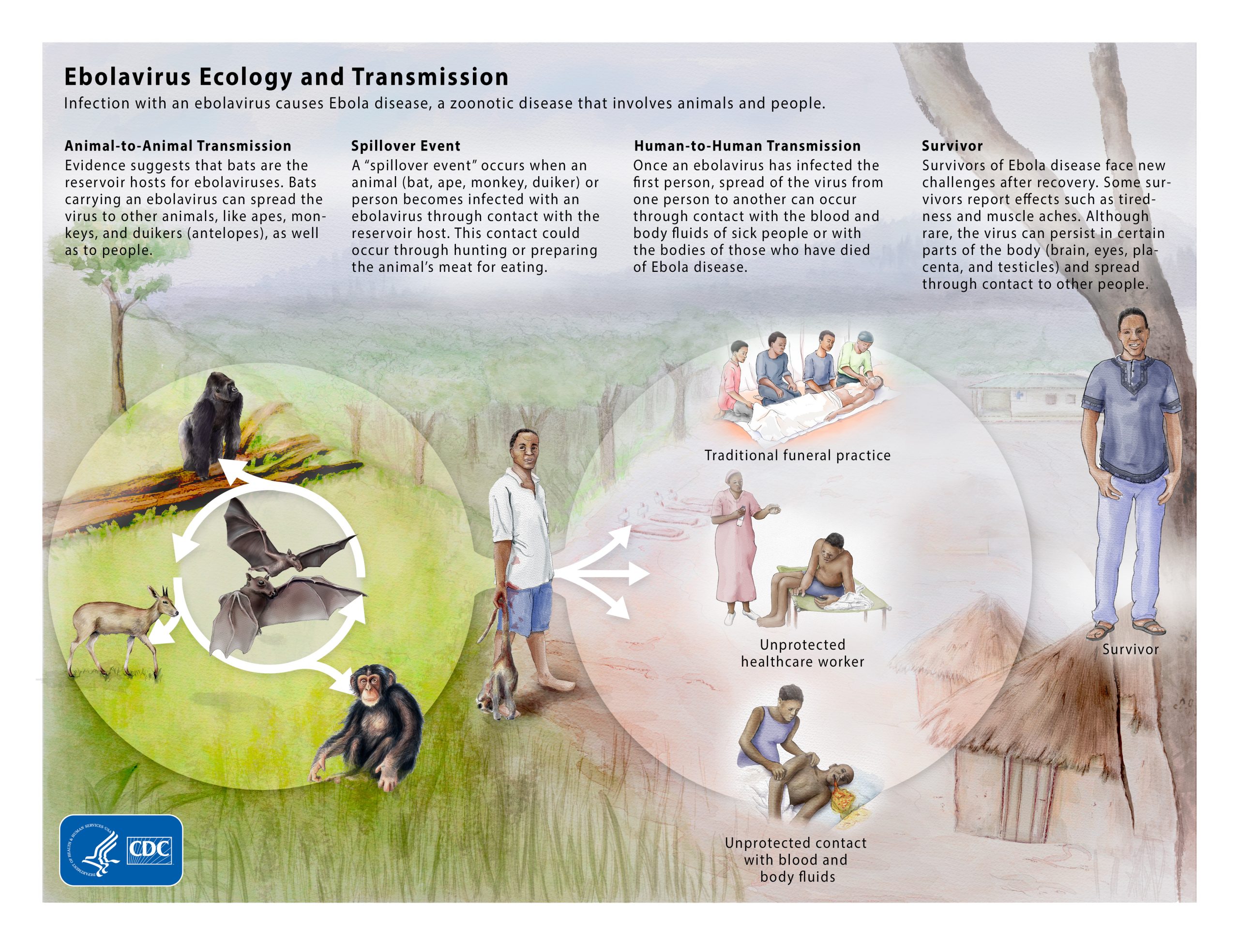 1779287216517_ebolaecology800px