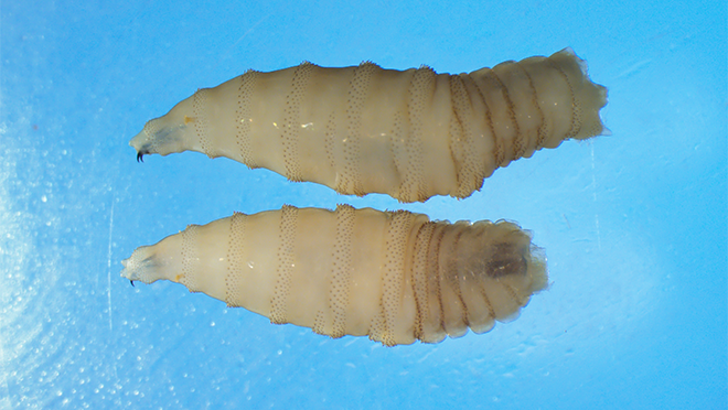 1781015031632_NWS two whole larvae