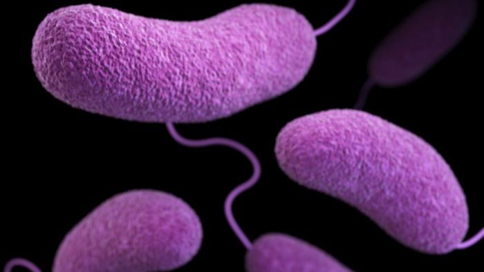 What Is Vibrio Vulnificus? Symptoms, Risks & Prevention