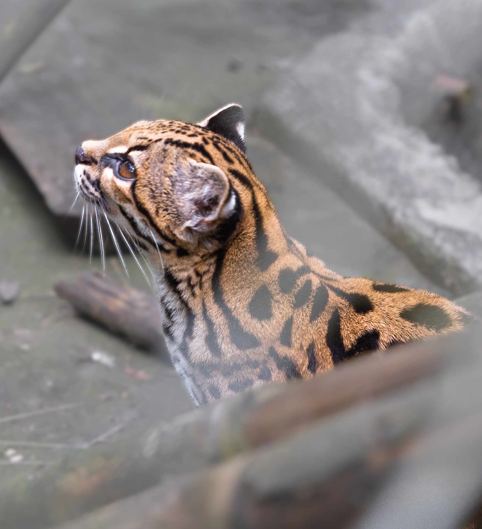 1789830743938_Tilcayo_tiger_cat_ 28side_profile 29