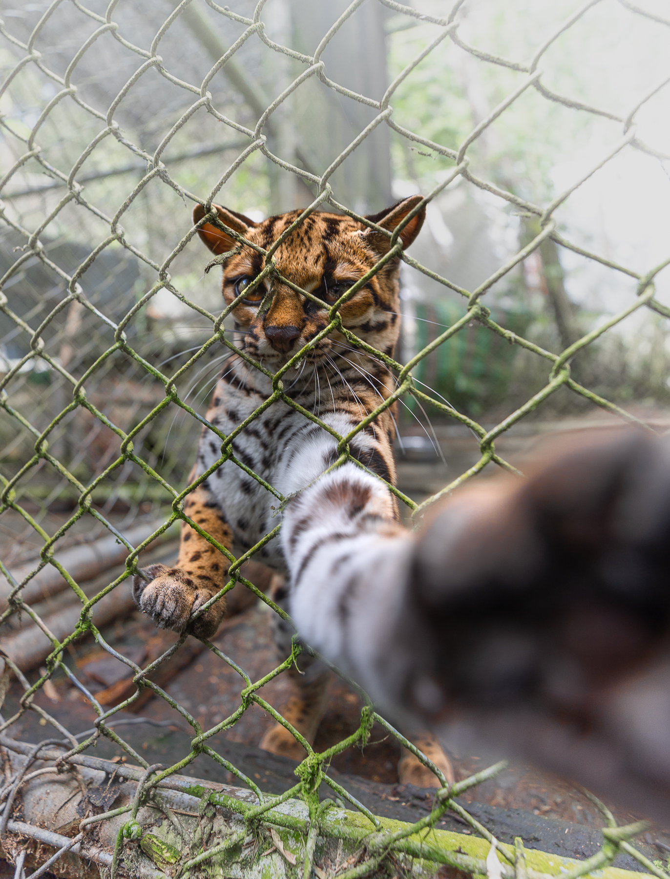 1789830744602_Tilcayo_tiger_cat_paws_camera
